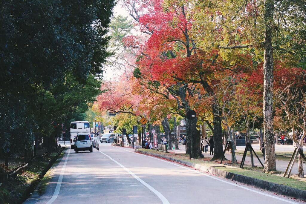autumn leaves in Nara