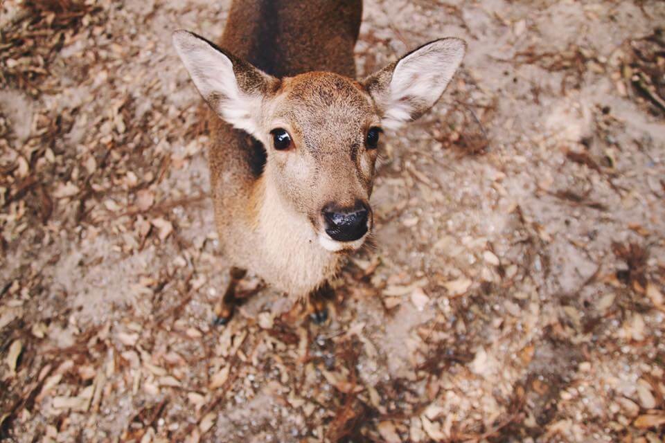 deer in Japan