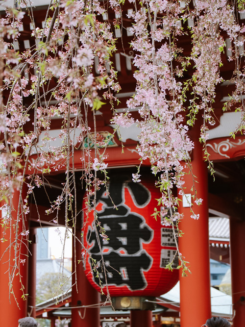 the large lantern of sensoji temple in tokyo with cherry blossoms in front of it