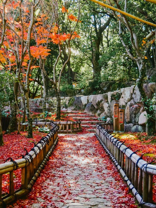 japan in november autumn leaves