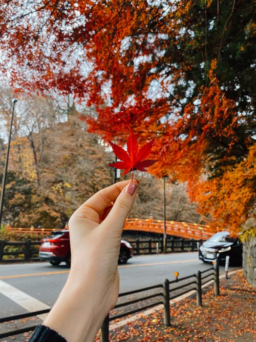 maple autumn leaf in nikko Japan