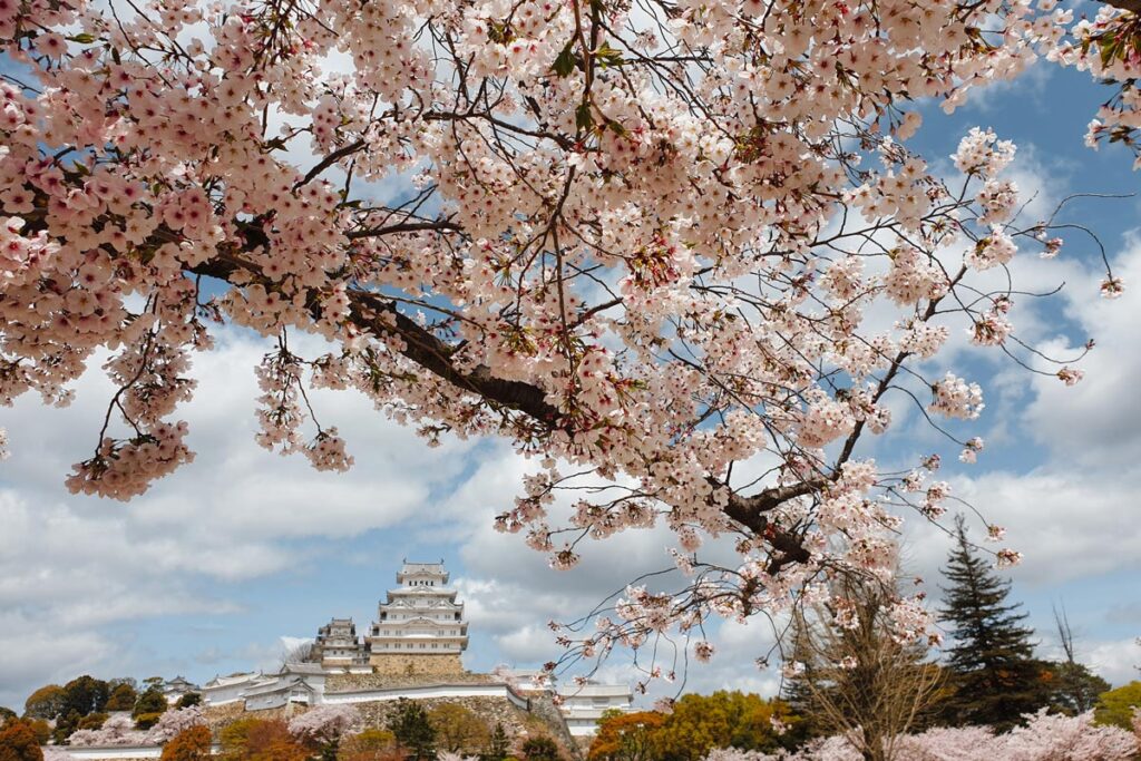 himeji castle with cherry blossoms