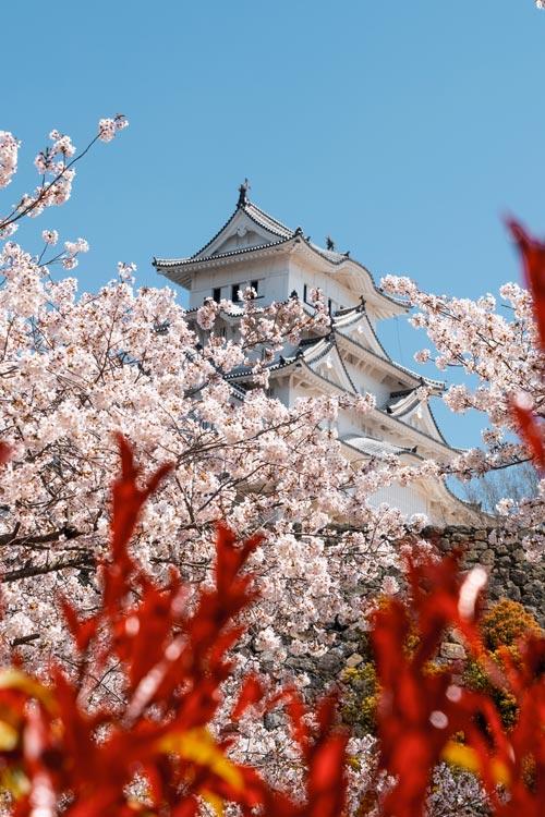 himeji castle sakura