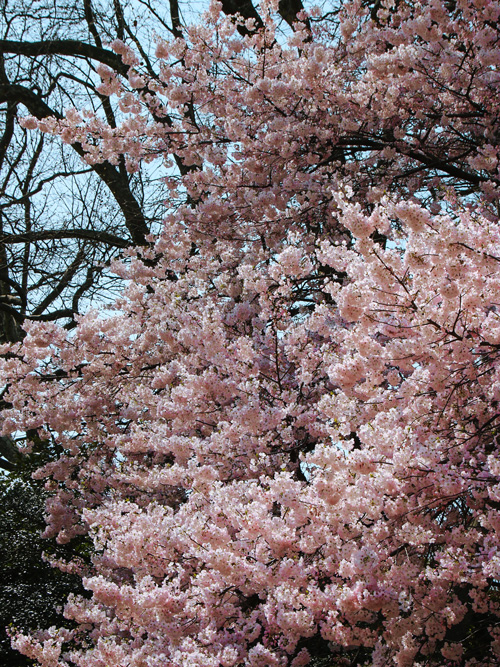 sakura shinjuku gyoen