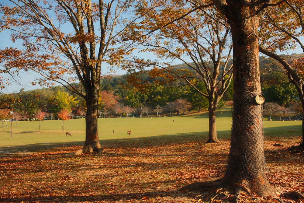 nara deer park morning