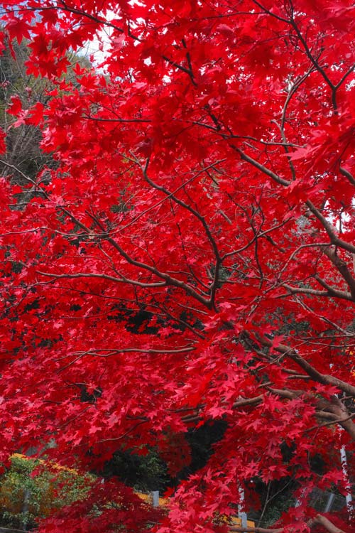 red leafs in japan