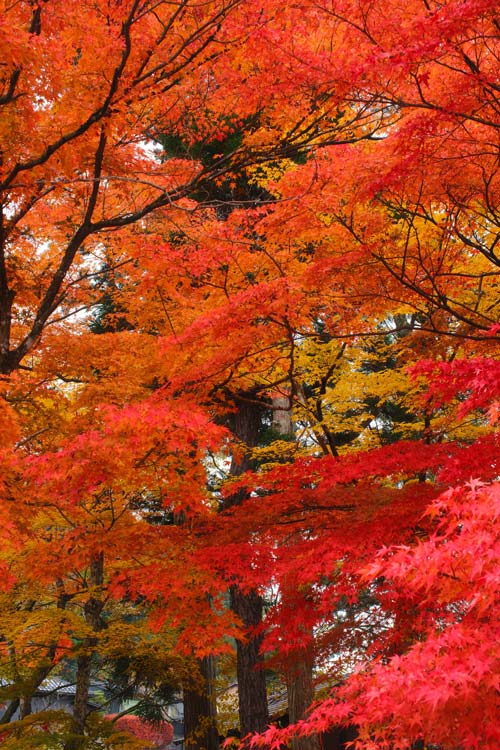 orange and red autumn foliage in takayama japan