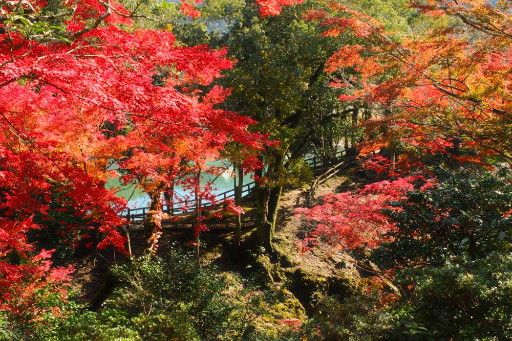 red and yellow autumn foliage in november on shikoku japan