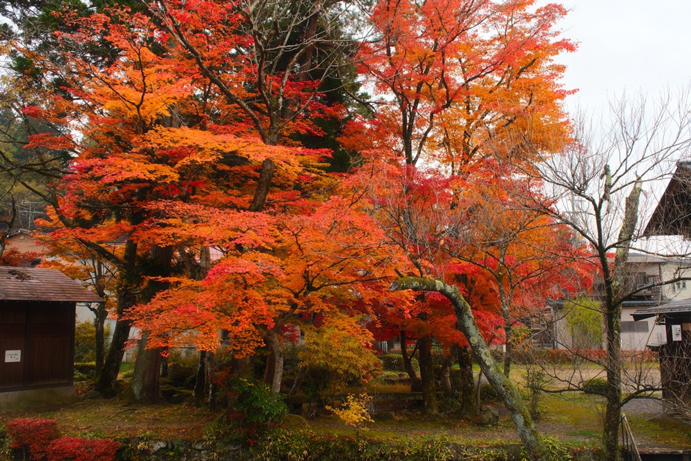 takayama in autumn