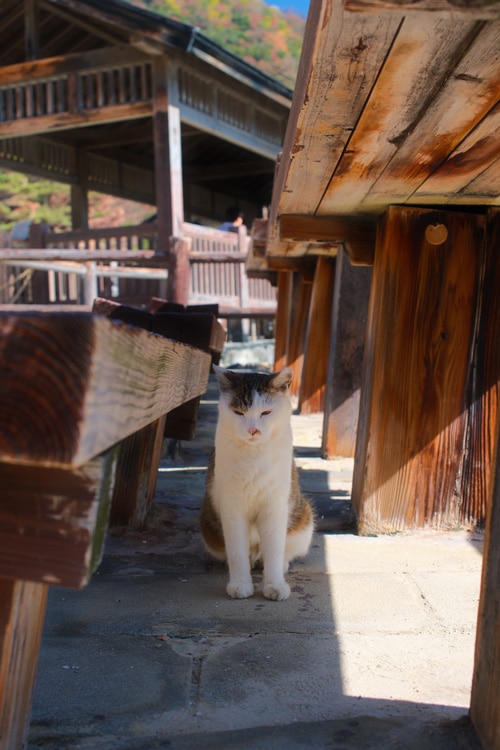 cat in unzen onsen