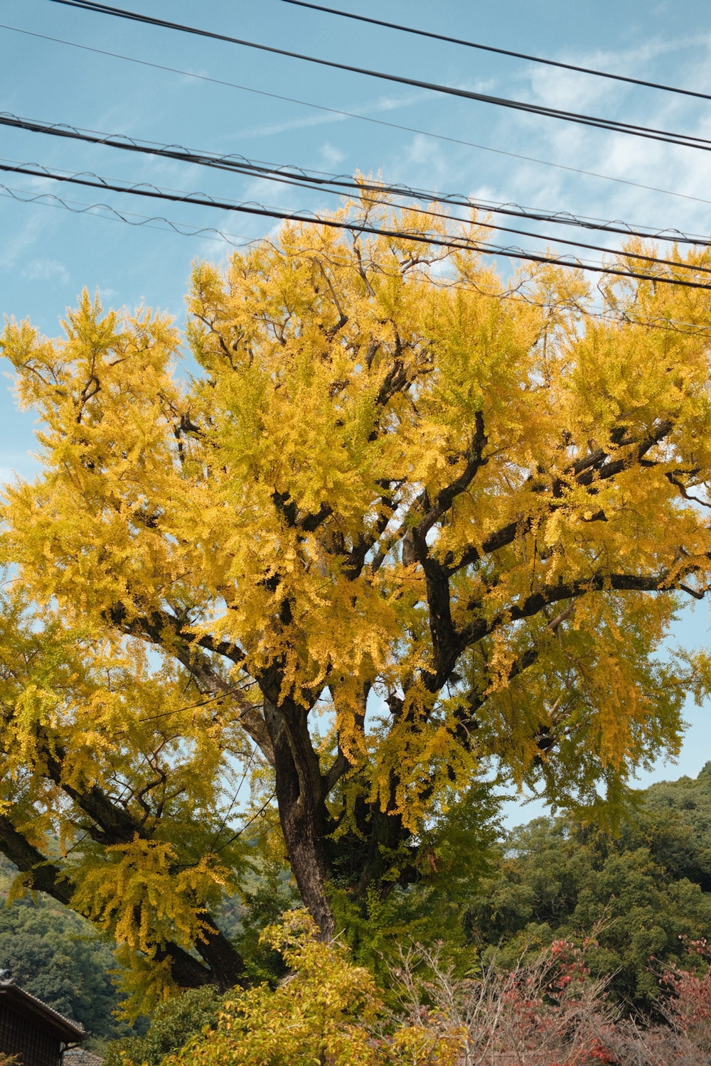 arita ginkgo tree
