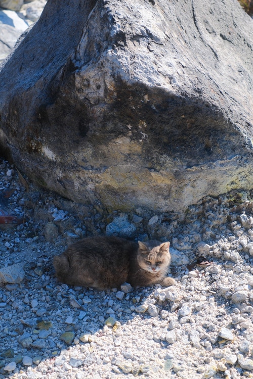 onsen cat