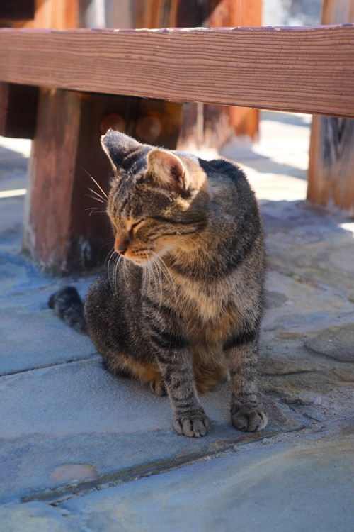 unzen onsen cat