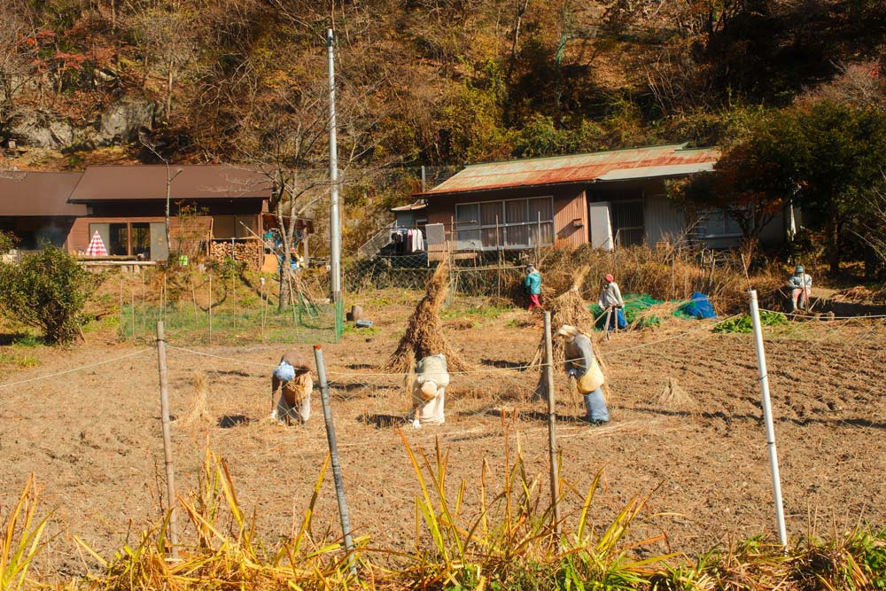 scarecrows working in the fields of nagoro scarecrow village in shikoku on a sunny autumn day