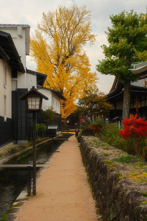 street in hida furukawa with large yellow ginkgo tree in the background and traditional lightposts