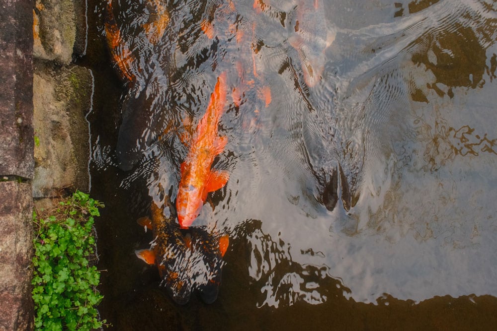 koi fish swimming in one of the hida furukawa canals